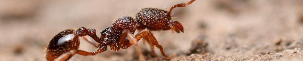 ant_slide