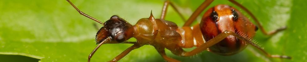 ant_slide2