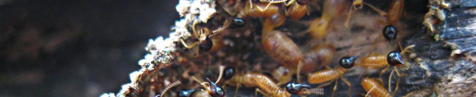 termites_slide