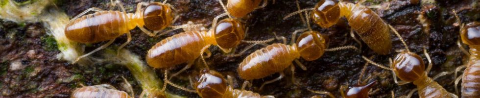 termites_slide2