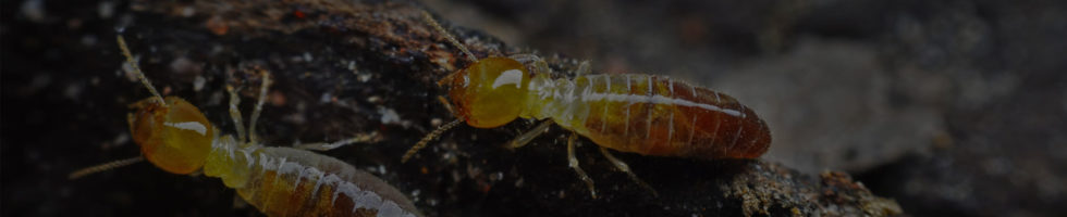anona-slider-3